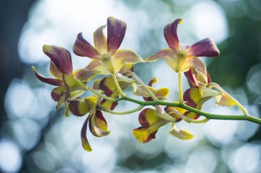 İki çiçekli dendrobium rengi, biri sarı, diğeri mor..