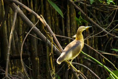 Küçük bir Egret ya da Egretta Garzetta. Ağaçlardaki kolonilerde ya da sudaki çalılıklarda ürerler, tatlı su ve kıyı sularındaki balık, böcek ve amfibilerle beslenirler..