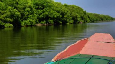Nehir ağzında mangrov ormanının ortasında kürek çekerken Surabaya, Endonezya 'da çeşitli kuş türleriyle karşılaşabilirsiniz..