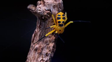 Sekiz benekli yengeç örümceği veya Platythomisus octomaculatus. Sekiz benekli yengeç örümceği sarı, kafatası üzerinde dört siyah nokta ve karnında yedi tane vardır.