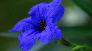 parlak mavi bir çiçekte siyah ve sarı çizgileri olan tüylü bir arı ya da Ruellia melezi Maya Compact Purple