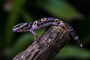 Bir çeşit kertenkele, leopar kertenkelesi değil. Anoleler ağaç kertenkeleleridir, yani zamanlarının çoğunu ağaç ve çalılıklarda geçirirler..