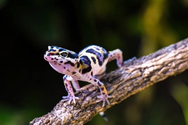 Bir çeşit kertenkele, leopar kertenkelesi değil. Anoleler ağaç kertenkeleleridir, yani zamanlarının çoğunu ağaç ve çalılıklarda geçirirler..