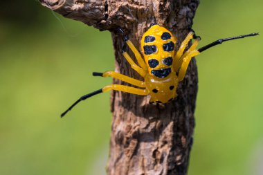 Sekiz benekli yengeç örümceği veya Platythomisus octomaculatus. Sekiz benekli yengeç örümceği sarıdır ve kafatası kafatası üzerinde dört, karnında yedi siyah nokta vardır. Görüntüdeki örümcek siyah ve sarıdır ve benekleri farklıdır.