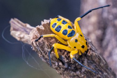 Sekiz benekli yengeç örümceği veya Platythomisus octomaculatus. Sekiz benekli yengeç örümceği sarıdır ve kafatası kafatası üzerinde dört, karnında yedi siyah nokta vardır. Görüntüdeki örümcek siyah ve sarıdır ve benekleri farklıdır.