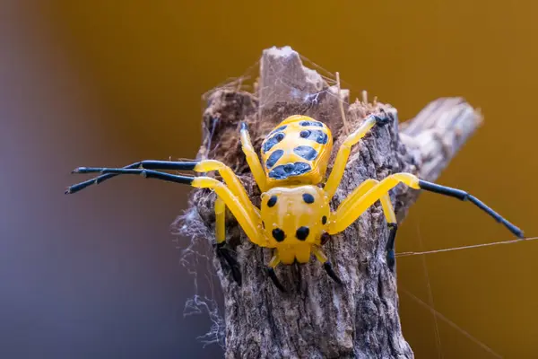 stock image an eight spotted crab spider or Platythomisus octomaculatus. Eight-spotted crab spiders are yellow with four black spots on their cephalothorax and seven on their abdomen. The spider in the image is black and yellow, and its spots are arranged differ