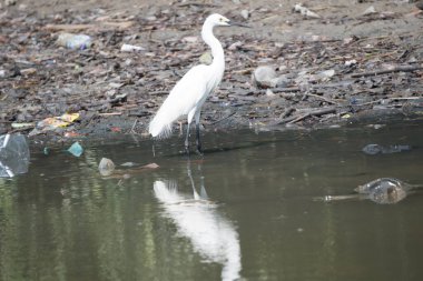 Surabaya, Endonezya 'daki Mangrove ormanının yakınlarında arka planda kayalık bir kıyıda yüzen beyaz bir balıkçıl.