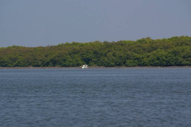 Endonezya, Surabaya 'da arka planda mangrov ağaçları olan sakin bir okyanusta duran beyaz bir balıkçıl..