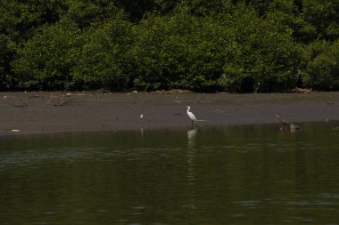 Endonezya, Surabaya 'da arka planda mangrov ağaçları olan sakin bir okyanusta duran beyaz bir balıkçıl..