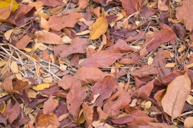 Surabaya, Endonezya 'da yerde renkli bir sonbahar yaprağı yığını