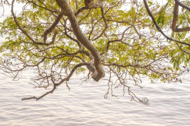 Bereketli yeşil yapraklı ağaç dalları, sakin ve yansıtıcı bir su kütlesinin üzerine uzanarak, huzurlu ve huzurlu bir atmosfer yaratıyor..