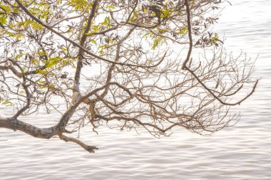Bereketli yeşil yapraklı ağaç dalları, sakin ve yansıtıcı bir su kütlesinin üzerine uzanarak, huzurlu ve huzurlu bir atmosfer yaratıyor..