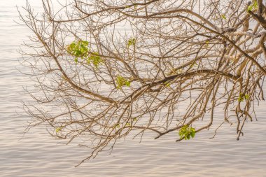 Bereketli yeşil yapraklı ağaç dalları, sakin ve yansıtıcı bir su kütlesinin üzerine uzanarak, huzurlu ve huzurlu bir atmosfer yaratıyor..