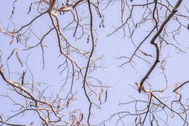 Üzerinde çıplak ağaç dalları olan açık mavi bir gökyüzü. Dallar ince ve cılız, yaprakları yok. Bazı dallarda küçük kahverengi tohum kabukları asılı..