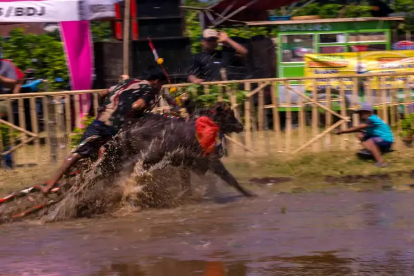 stock image July 27, 2024. Karapan Sapi or Bulls Race in Probolinggo, East Java, Indonesia. Bulls pulling a man through muddy water in a competition, creating a splash of water and mud.