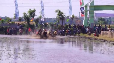 27 Temmuz 2024. Probolinggo, Doğu Java, Endonezya 'daki Karapan Sapi veya Bulls Race. Boğalar çamurlu suda bir adamı çekiştirip, su ve çamur sıçratıyor..
