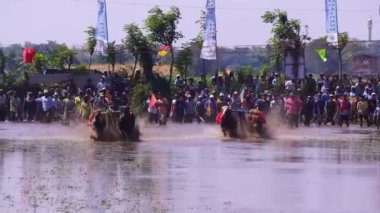 27 Temmuz 2024. Probolinggo, Doğu Java, Endonezya 'daki Karapan Sapi veya Bulls Race. Boğalar çamurlu suda bir adamı çekiştirip, su ve çamur sıçratıyor..