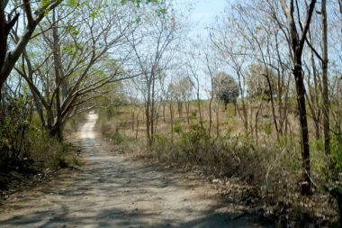 Lombok, Endonezya yakınlarındaki kırsal bir alanda açık mavi gökyüzüne doğru uzanan sessiz, ağaçlarla kaplı bir yol var..