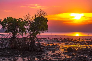 Endonezya, Madura 'daki ön planda nesneler olarak mangrov ağaçlarıyla kayalık sahilde gün batımı.