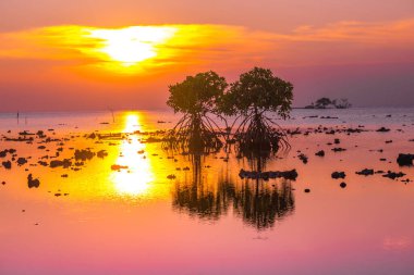 Endonezya, Madura 'daki ön planda nesneler olarak mangrov ağaçlarıyla kayalık sahilde gün batımı.