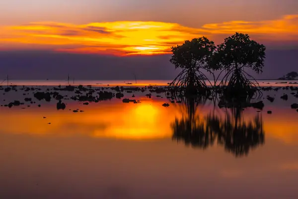 stock image Sunset at the rocky beach with mangroves as the foreground objects in Madura, Indonesia.