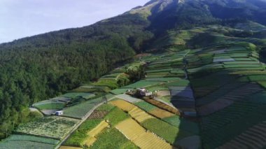 Magelang, Sukomakmur 'daki sakin tarlalar yemyeşil renkli bir arazi sunuyor yemyeşil dağlara karşı.