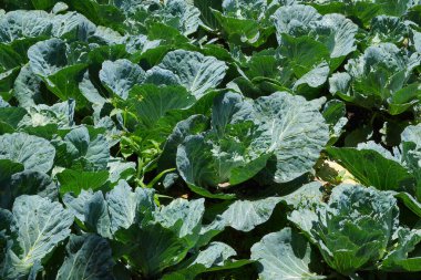 Sahneye yeşil lahana yaprakları hakim, muhtemelen Dieng, Central Java 'nın serin ikliminde yetiştirilmiş..