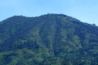 Lush green hills with terraced fields, scattered trees, and a small huts near Telaga Menjer, Wonosobo. clipart