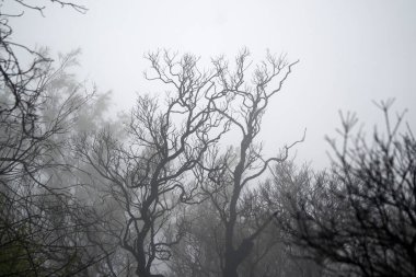 Çıplak ağaçlarla kaplı sisli bir orman Bromo Dağı, Endonezya yakınlarında gizemli ve ürkütücü bir atmosfer yaratıyor..