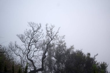 Çıplak ağaçlarla kaplı sisli bir orman Bromo Dağı, Endonezya yakınlarında gizemli ve ürkütücü bir atmosfer yaratıyor..