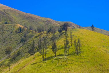 Çimlerle kaplanmış ve dağınık ağaçlarla benekli yuvarlanan tepelerin manzarası. Gökyüzü parlak bir mavi, Bromo, Doğu Java yakınlarındaki canlı manzarayla çarpıcı bir kontrast oluşturuyor..