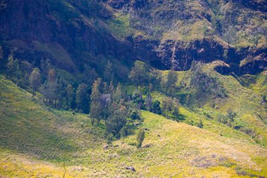 Çimlerle kaplanmış ve dağınık ağaçlarla benekli yuvarlanan tepelerin manzarası. Manzara, Bromo, Endonezya yakınlarında açık mavi bir gökyüzünün altında uzak bir ufka doğru uzanıyor.