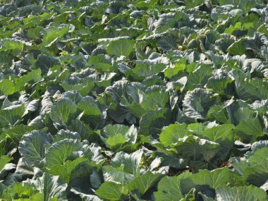 Canlı yeşil lahana bitkilerinden oluşan yemyeşil bir tarla gün ışığında güneşleniyor..