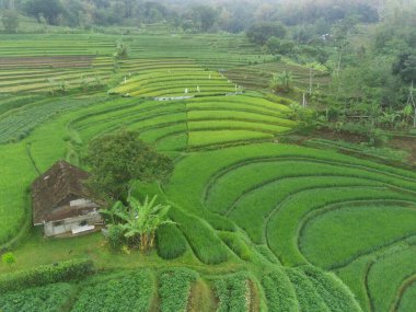 Trawas, Mojokerto Endonezya 'daki yemyeşil, teraslı pirinç tarlalarının nefes kesici manzarası. Canlı yeşil renkler büyüleyici bir desen oluşturuyor, geleneksel tarım yöntemlerinin güzelliğini gözler önüne seriyor..