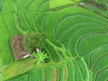 Trawas, Mojokerto Endonezya 'daki yemyeşil, teraslı pirinç tarlalarının nefes kesici manzarası. Canlı yeşil renkler büyüleyici bir desen oluşturuyor, geleneksel tarım yöntemlerinin güzelliğini gözler önüne seriyor..