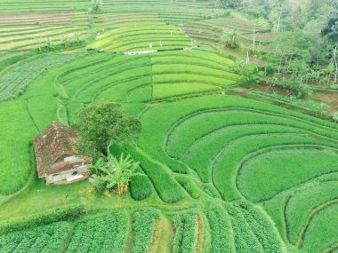 Trawas, Mojokerto Endonezya 'daki yemyeşil, teraslı pirinç tarlalarının nefes kesici manzarası. Canlı yeşil renkler büyüleyici bir desen oluşturuyor, geleneksel tarım yöntemlerinin güzelliğini gözler önüne seriyor..