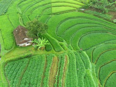 Trawas, Mojokerto Endonezya 'daki yemyeşil, teraslı pirinç tarlalarının nefes kesici manzarası. Canlı yeşil renkler büyüleyici bir desen oluşturuyor, geleneksel tarım yöntemlerinin güzelliğini gözler önüne seriyor..