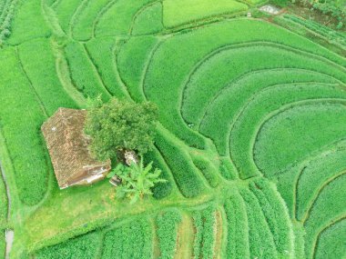 Trawas, Mojokerto Endonezya 'daki yemyeşil, teraslı pirinç tarlalarının nefes kesici manzarası. Canlı yeşil renkler büyüleyici bir desen oluşturuyor, geleneksel tarım yöntemlerinin güzelliğini gözler önüne seriyor..