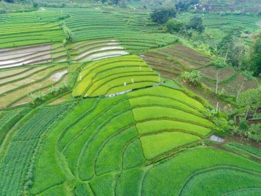 A breathtaking aerial view of lush, terraced rice fields in Trawas, Mojokerto Indonesia. The vibrant green hues create a mesmerising pattern, showcasing the beauty of traditional farming methods. clipart