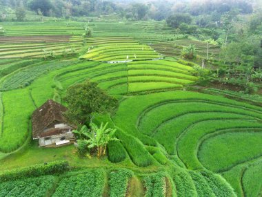 Trawas, Mojokerto Endonezya 'daki yemyeşil, teraslı pirinç tarlalarının nefes kesici manzarası. Canlı yeşil renkler büyüleyici bir desen oluşturuyor, geleneksel tarım yöntemlerinin güzelliğini gözler önüne seriyor..