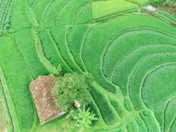 Trawas, Mojokerto Endonezya 'daki yemyeşil, teraslı pirinç tarlalarının nefes kesici manzarası. Canlı yeşil renkler büyüleyici bir desen oluşturuyor, geleneksel tarım yöntemlerinin güzelliğini gözler önüne seriyor..