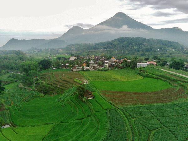 A breathtaking aerial view of lush, terraced rice fields in Trawas, Mojokerto Indonesia. The vibrant green hues create a mesmerising pattern, showcasing the beauty of traditional farming methods.