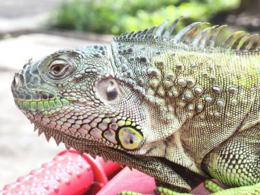 the head of a vibrant green iguana. Its scales shimmer with iridescent hues, and its keen eyes gaze intently. The intricate details of its facial features, including the prominent jaw and the textured clipart