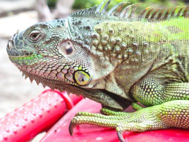 Canlı yeşil bir iguananın başı. Tartları parlak renklerle parıldıyor, keskin gözleri de (korkudan) aşağı kayıyor. Belirgin çene ve dokusu dahil yüz özelliklerinin karmaşık ayrıntıları