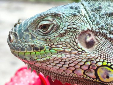 the head of a vibrant green iguana. Its scales shimmer with iridescent hues, and its keen eyes gaze intently. The intricate details of its facial features, including the prominent jaw and the textured clipart