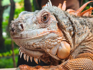 a majestic light brown iguana, highlighting its intricate scales, vibrant colors, and piercing gaze. The iguana's head is turned slightly to the side, revealing its prominent dewlap clipart