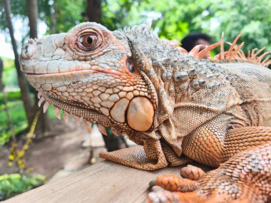 a majestic light brown iguana, highlighting its intricate scales, vibrant colors, and piercing gaze. The iguanas head is turned slightly to the side, revealing its prominent dewlap clipart