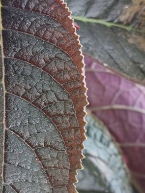 A close-up view of a leaf with intricate, geometric patterns and textures. The colors range from deep burgundy to dark green. clipart