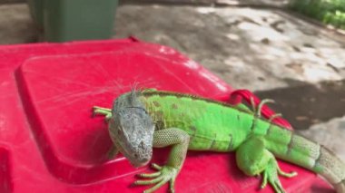 Büyük, canlı yeşil bir iguana güneşte güneşlenir, kırmızı bir konteynırın üzerine tünemiştir. Pulları parıldıyor ve uzun kuyruğu arkasında uzanıyor..