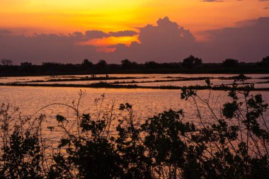 Altın gün batımı gökyüzünü boyar ve sakin suyu yansıtır, uzak pirinç tarlalarının üzerine sıcak bir parıltı saçar..